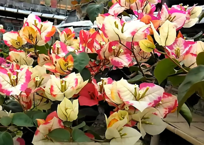 Uniknya Bougenville Citra India Dengan Gradasi Warna Bunga yang Indah 