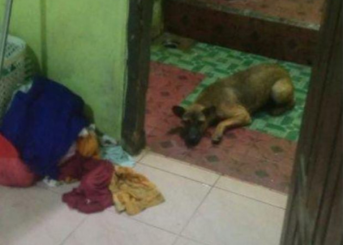 Petugas Damkar Turun Tangan, Anjing Liar di Tulang Bawang Ini Masuk Kontrakan Warga