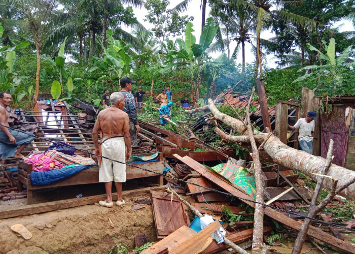 Satu Rumah Warga di Pemerihan Pesbar Lampung Hancur Tertimpa Pohon Tumbang