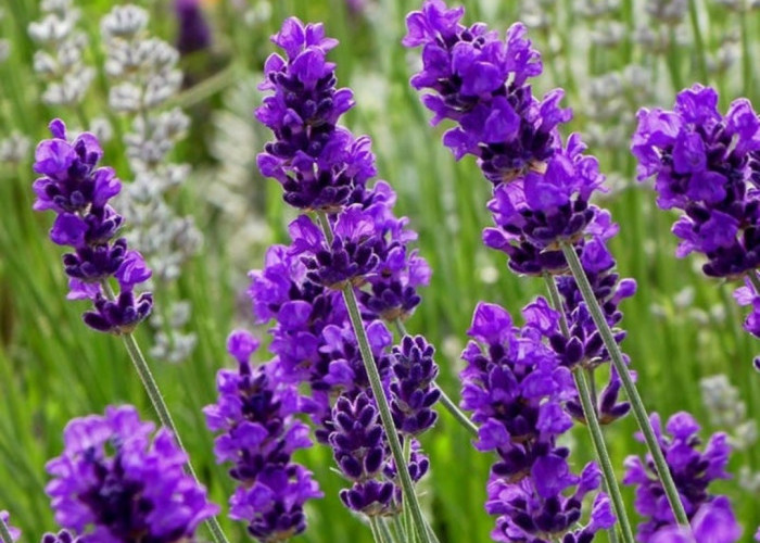Tips dan Trik Cara Merawat Lavender Bunga Cantik dari Timur Tengah