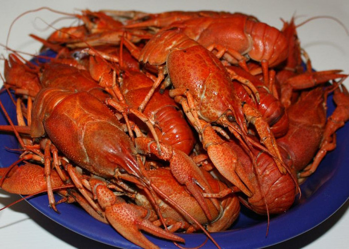 5 Makanan Bernutrisi untuk Lobster Air Tawar