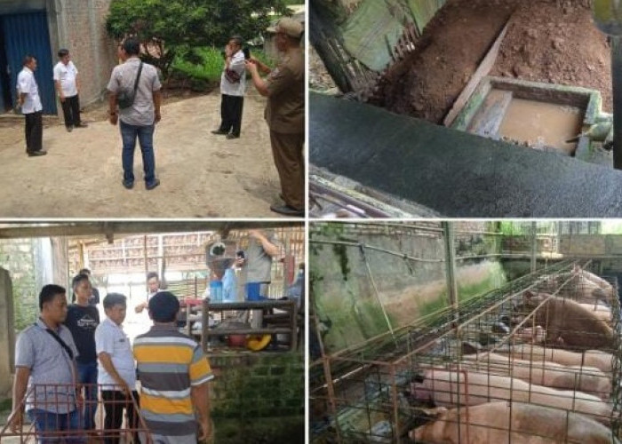Peternak Babi di Bhakti Negara Mengaku Miliki Izin, DPMPTSP Way Kanan: Kami Belum Keluarkan Izin PBG 