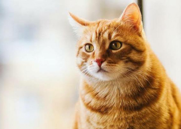 Tiga Makanan Kucing yang Bisa Bikin Gembul Berbulu Lebat, Yuk Cobain