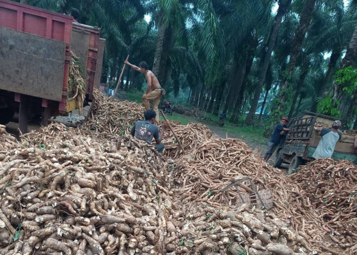 Musim Kemarau, Biaya Tanam Singkong Tinggi 