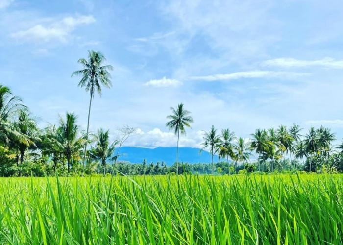 Bunga Si Paling Setia Hingga Air Terjun Kodok, Sebagian Pesona Keindahan Desa Sukaraja Tanggamus Lampung