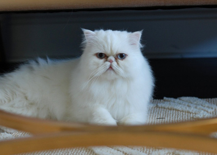 Pecinta Hewan Wajib Tahu, Ini Ciri-ciri Kucing Persia Asli