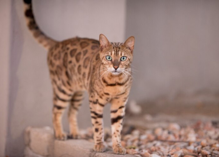  Inilah 6 Jenis Kucing Termahal di Dunia yang Harganya Bisa Mencapai Miliaran Juta