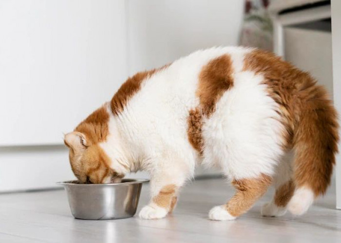 6 Cara Sederhana yang Bisa Membantu Kucing Minum Lebih Banyak