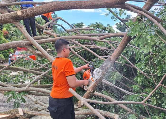 Selama Lebaran, 4 Pohon Tumbang Terjadi Bandar Lampung, Mayoritas Karena Hujan Disertai Angin Kencang 