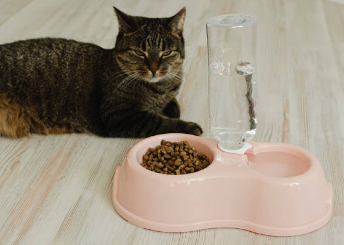 Jangan Salah Pilih! Ini Dia 5 Tips Memilih Tempat Makan Kucing yang Benar