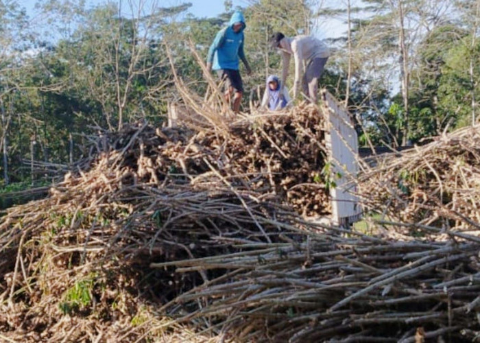 Manfaatkan Batang Singkong dan Karet di Lampung Untuk Bangun Biomassa Kerakyatan 