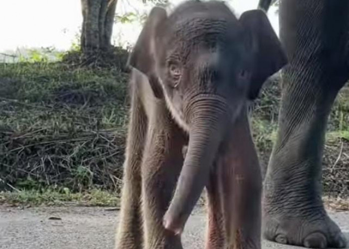 Dari Gelap Malam ke Cahaya Harapan, Bayi Gajah Betina Kembali Lahir di TNWK