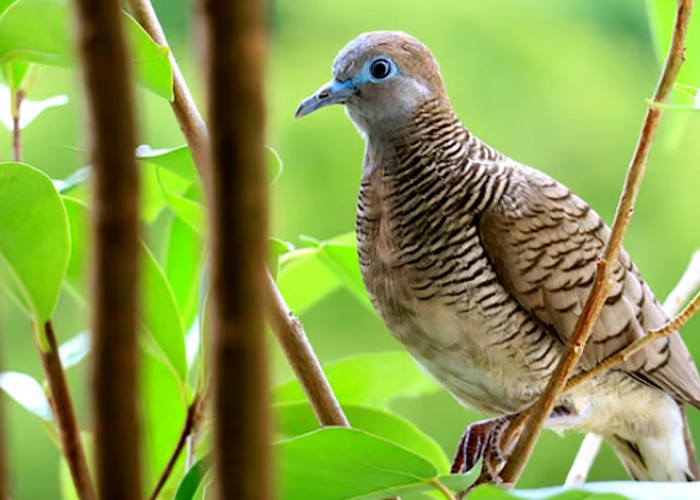 7 Cara Perawatan Harian Burung Perkutut Agar Rajin Berbunyi 