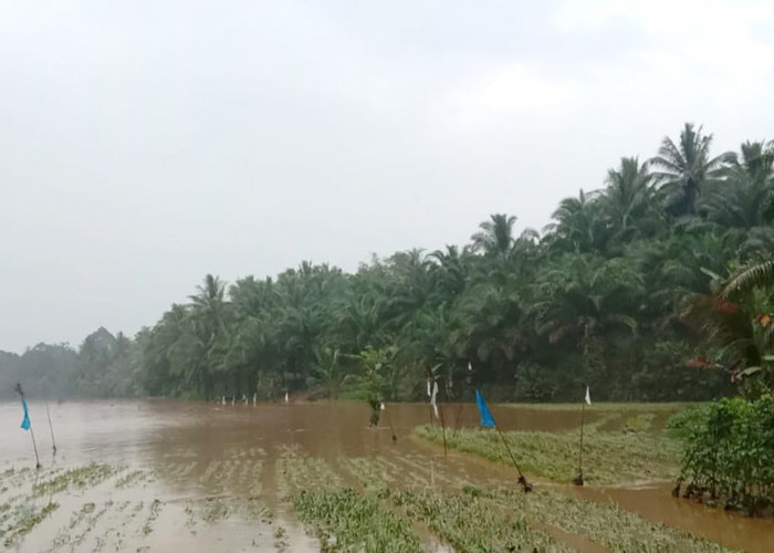 Hujan Deras, Puluhan Hektare Sawah di Pesisir Barat Terendam 