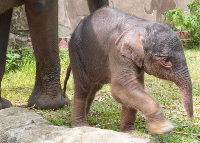 Lahirnya Bayi Gajah Sumatera di Lembah Hijau, Harapan Baru yang Berjarak 4 Tahun dari Sang Kakak
