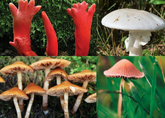 Jangan Sampai Dimakan! Ini Daftar Jamur yang Mengandung Racun Paling Berbahaya di Dunia