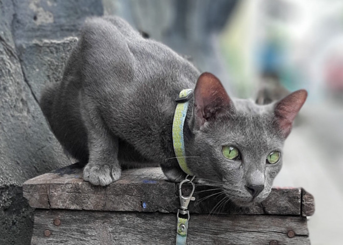 Mengenal Kucing Busok, Kucing Asli Indonesia yang Diakui Dunia 