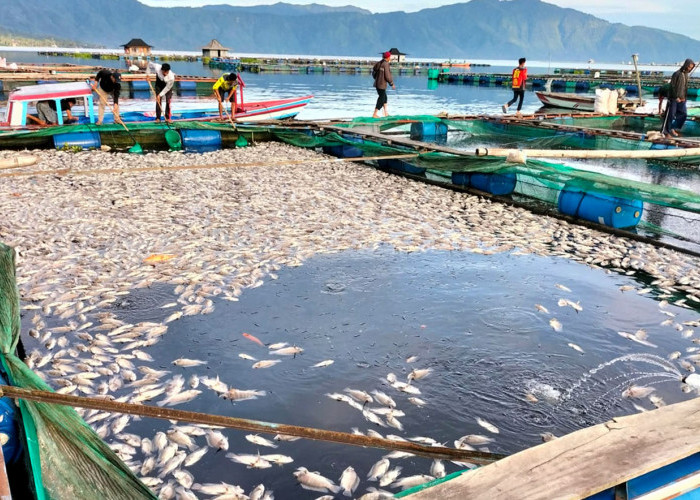 Peristiwa Paling Parah, Kasus Ikan Mati Mendadak di Danau Ranau Sebabkan Kerugian Sebesar Ini 