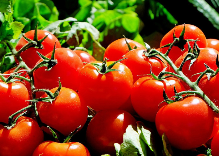 Hampir Dikira Sama, Ternyata Tomat Buah dan Tomat Sayur Memiliki Perbedaan