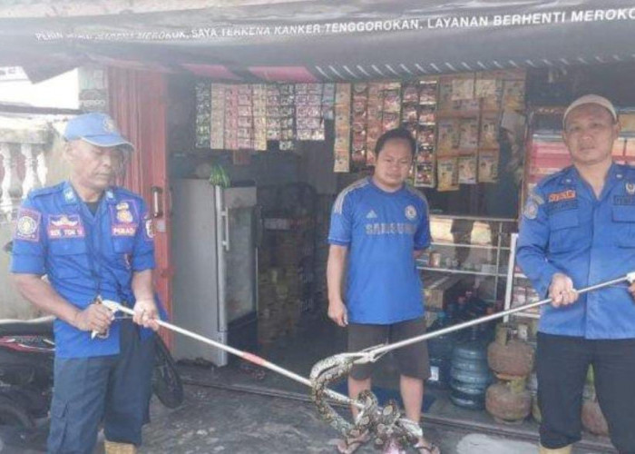 Masuk Toilet Rumah Warga Tulang Bawang, Ular Sanca Dievakuasi Petugas Damkar