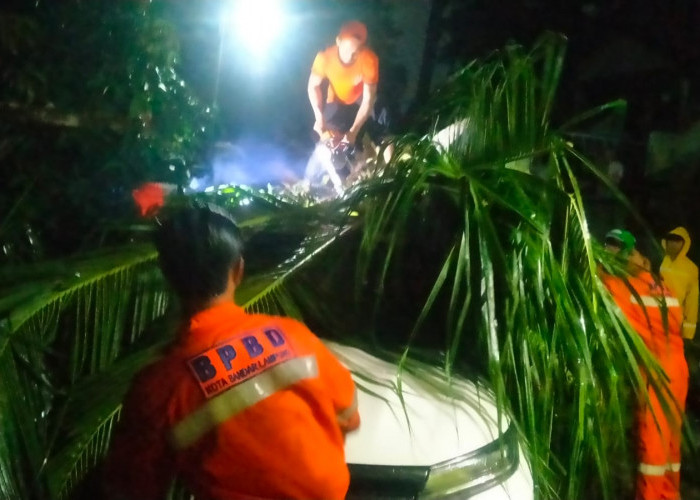 Cuaca Ekstrem Landa Bandar Lampung, 3 Pohon Tumbang Timpa Mobil, Ruko, hingga Tembok Sekolah Dalam Semalam