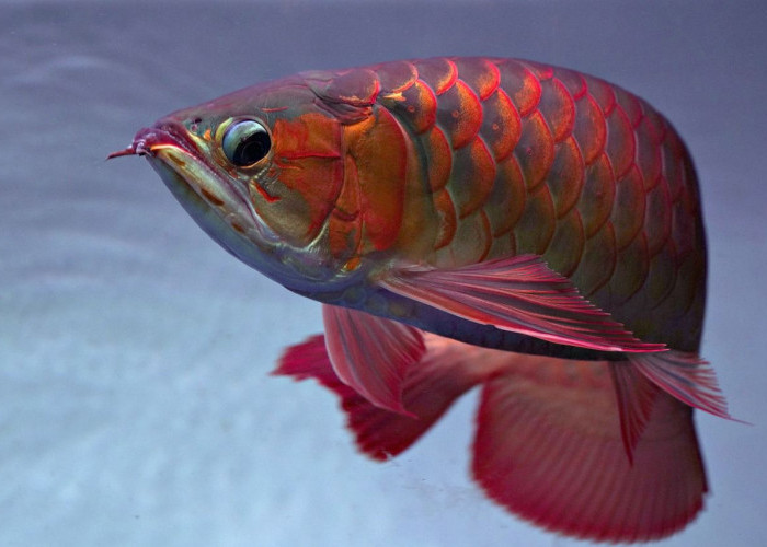 Sejumlah Ikan Hias Eksotis Ini Makin Perindah Aquarium Kamu di Rumah