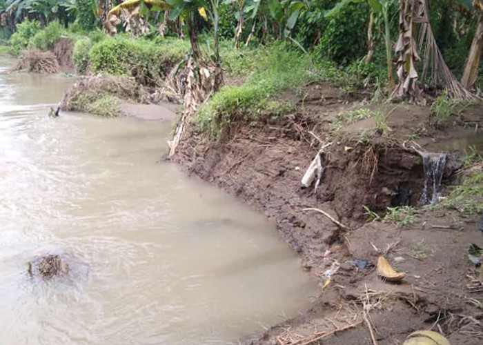 Tanggul Sungai Way Ngarip Nyaris Jebol, Pemukiman di Wonosobo Terancam 