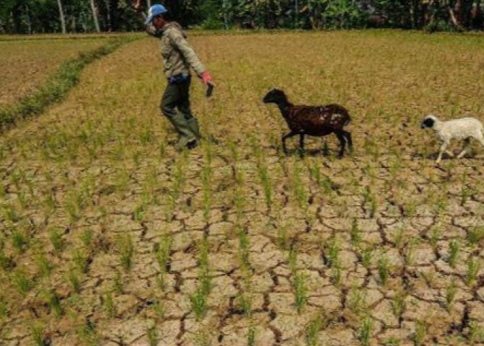 Antisipasi El Nino di Lampung, Ini Daerah yang Masuk Rawan Kekeringan
