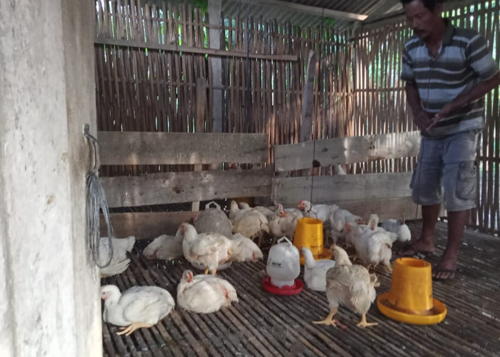Harga Ayam Broiler di Mesuji Lampung Masih Stabil