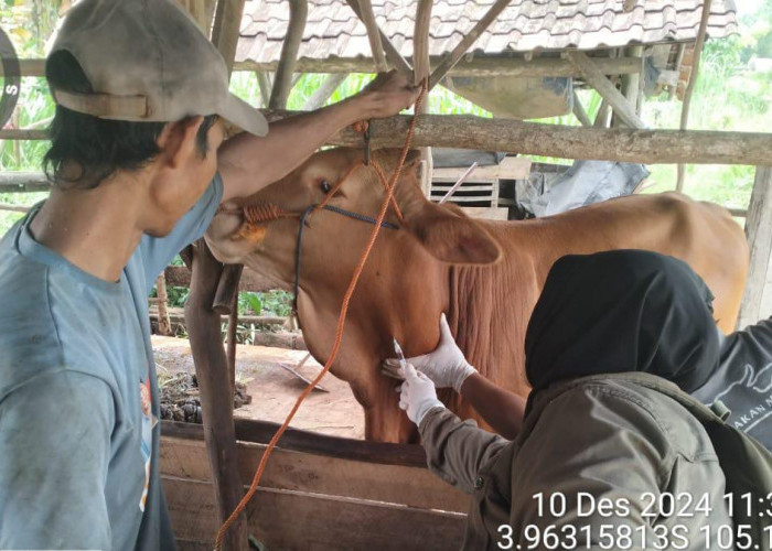 Pemkab Mesuji Lampung Antisipasi Penyebaran PMK Pada Hewan Ternak