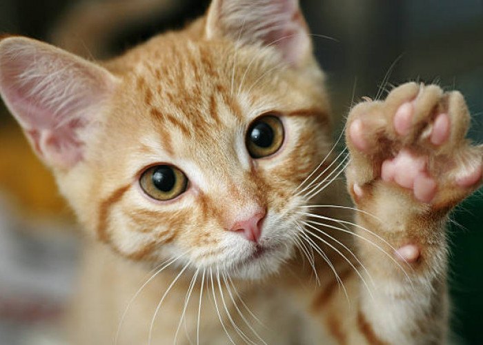 5 Fakta Menarik Tentang Paw Kucing, Cat Lovers Wajib Tahu!