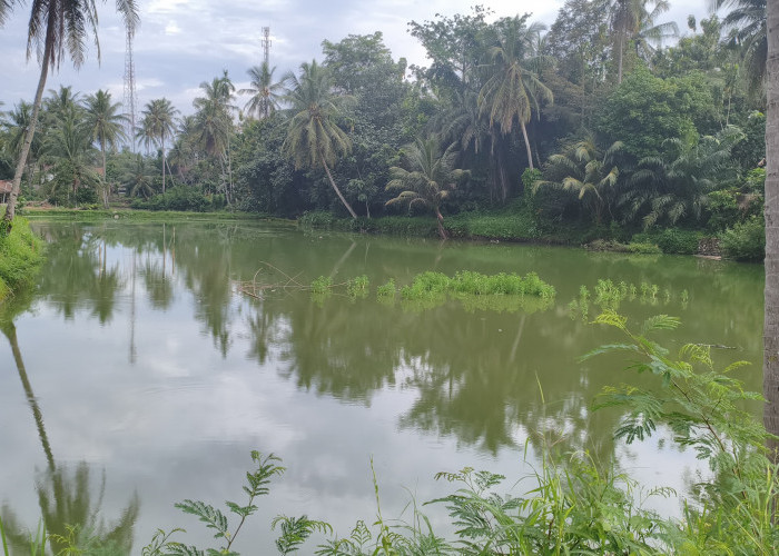 Perikanan Darat  Jadi Harapan Ekonomi Warga, Pringsewu Terus Dongkrak Produksi Ikan 