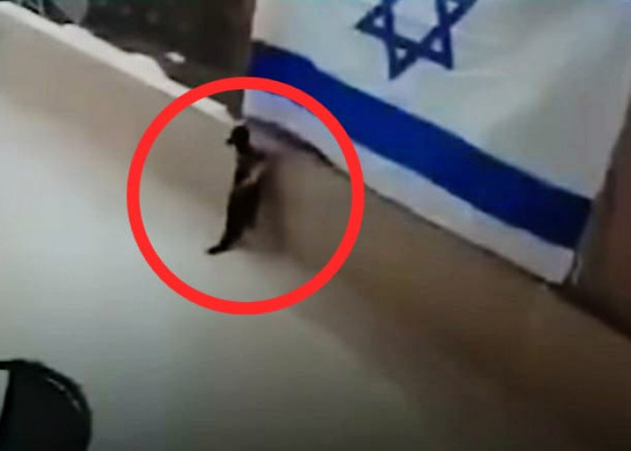 Viral, Usai Burung Gagak Kini Giliran Kucing Copot Bendera Israel!