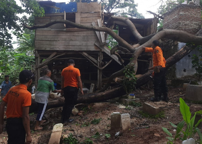 Diduga Angin Kencang dan Hujan Deras , BPBD  Evakuasi 3 Pohon Tumbang dan 5 Rumah Hanyut di Bandar Lampung