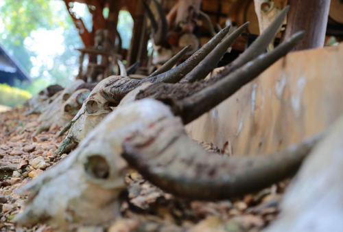 Banyak Kerbau Mati Mendadak, Pemkab Tulang Bawang Lapor Balai Veteriner