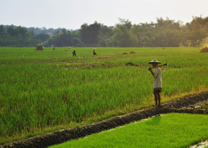 Tercatat, Bandar Lampung Miliki 222 Hektar Kawasan Pertanian, Tersebar Hanya di Satu Kecamatan Ini