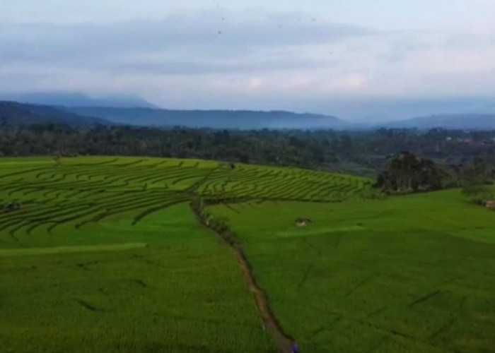 Mulai Dari Sungai Way Kabul hingga Sawah Terasering, Pesona Keindahan Desa Wisata Datar Petay Lampung Barat 