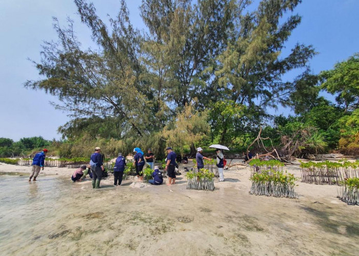 BRI Kembali Tanam 10.500 Bibit Mangrove di Pulau Tidung, Sebagai Upaya Dukung Pemerintah Bebas Emisi Karbon