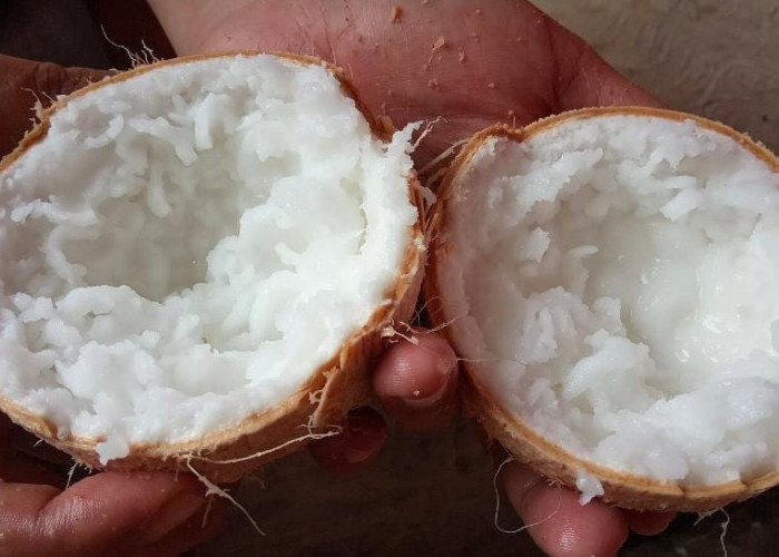 Bukan Cuma Lembut dan Sehat, Kelapa Kopyor Mengandung Banyak Vitamin Baik Bagi Tubuh