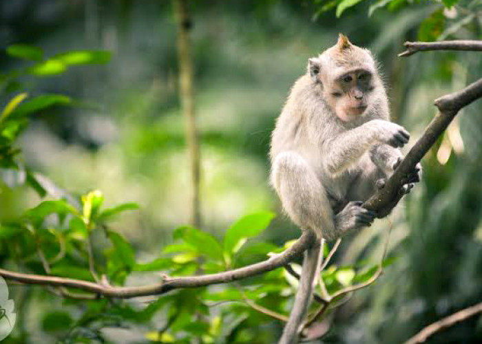 Mengenal Lebih Dekat Wisata Monkey Forest Ubud, Gabungan Spiritual dan Budaya Bali