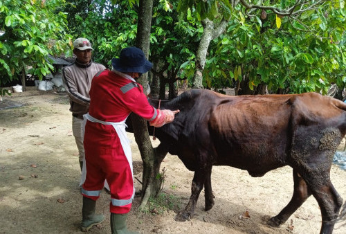 PMK Mengancam, Dinas Peternakan Lampung Timur Siaga