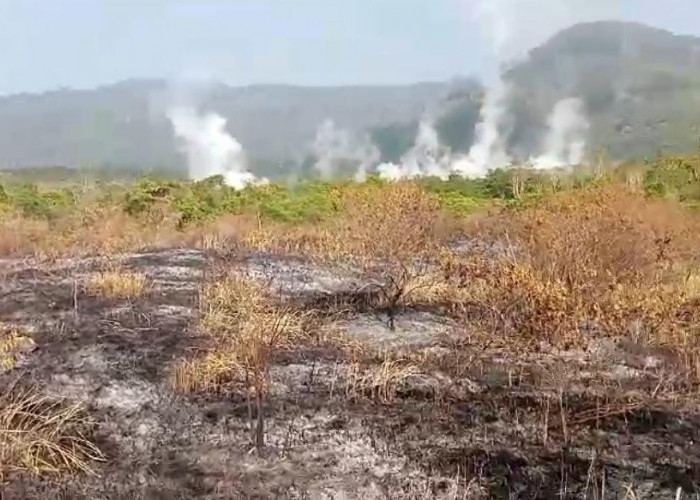 Savana di Danau Minyak Suoh Lampung Barat Terbakar, Ini Penyebabnya