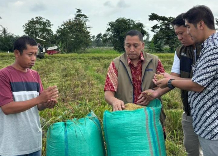 Bulog Lampung Punya PR Besar: Serapan GKP Masih 25,58 Persen dari Target 430 Ribu Ton