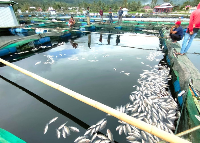 The Phenomenon of The Death of Tens of Thousands of Fish in Lake Ranau