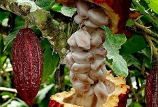 Minat Petani Melonjak, Mesuji Dapat Tambahan Kuota Kakao hingga 1.500 Hektare