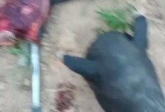 Warga Brutal Bunuh Tapir yang Viral di Jalanan Mesuji, Polisi Buru Pelaku