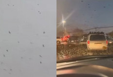 Viral Gagak Penuhi Langit Tel Aviv, Fakta Sebenarnya Bikin Kaget