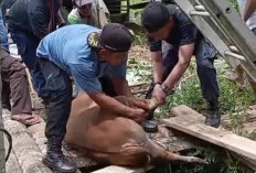 Dua Jam Petugas Damkar Pringsewu 'Berjibaku' Evakuasi Sapi yang Terperosok ke Sumur 7 Meter