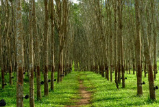 Harga Jual Karet Di Mesuji Merangkak Naik ke Rp 13 Ribu Per Kilo, Beri Angin Seger Bagi Petani