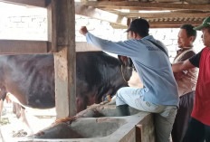 Cegah PMK 1.238 Hewan Ternak di Mesuji Disuntik Vaksin